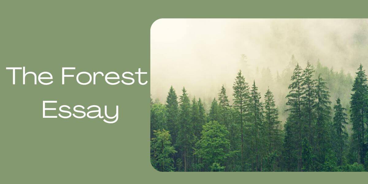 forest essay in english language